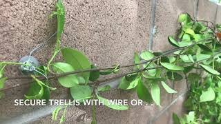 How to attach vines, trellis, ivy and other plants to the wall