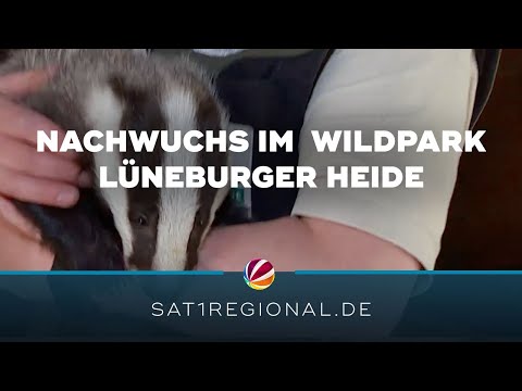 Dachs Dieter: Niedlicher Nachwuchs im Wildpark Lüneburger Heide