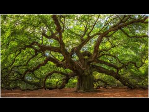 Alan Hovhaness - The Spirit of the Trees