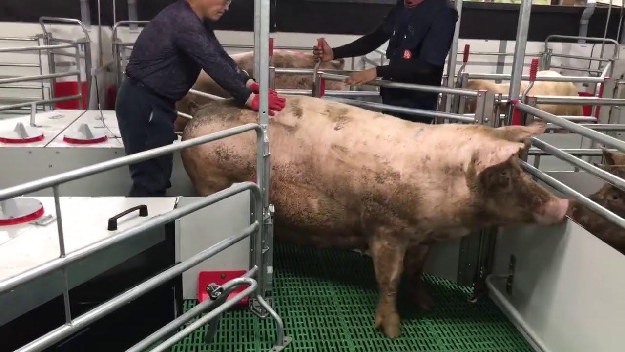 Soen føres ind i fareboksen - video: