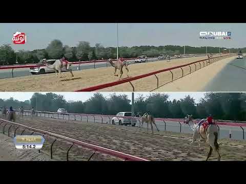  ش 9 (شواهين) لـ هجن الرئاسة 12:31:2 ، تأهيلي المرموم 2026/2/24 حول وزمول