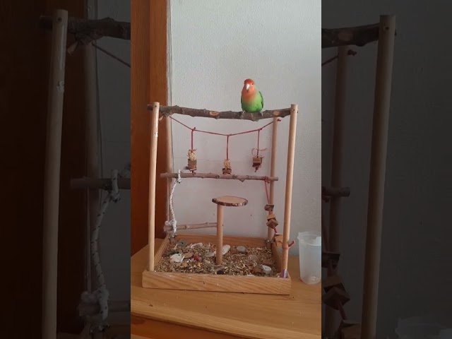 Vídeo relacionado con De Pájaros 13.5-15cm De Pájaros De Coco para Jaula Nidos De Pájaro Colgante Casa De Anidación De Pájaro Juguetes para Nidos Natural, Casa para Loros, Periquitos, Hámster, Ardilla