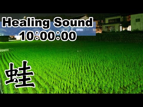 【癒しの音 10時間】 田舎暮らし 田んぼのカエル大合唱：カエル 鳴き声