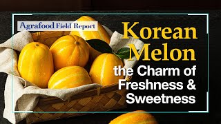 [Agrafood Field Report EP.03] Korean Melon, the Charm of Freshness & Sweetness