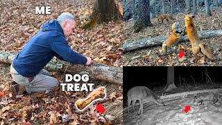 I Left a Dog Treat in the Woods and WILD Animals did THIS