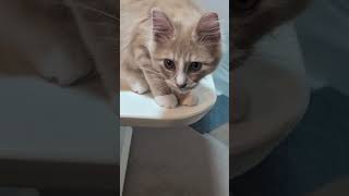 子猫 #子ネコ #猫 #可愛い猫