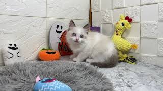 ラグドールの動画01