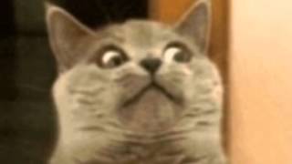 Gangster Tripping by fatboy slim