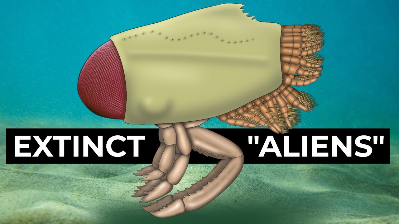 Extinct "Aliens": Thylacocephala