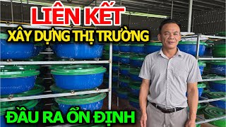 Joining Hands to Build a Thai Coconut Worm Breeding Market with Always Ready Output - Low Capital...