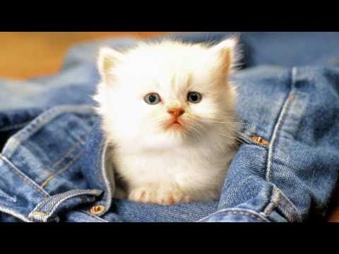 Gigliola Cinquetti  -  " Viale D'Autunno "