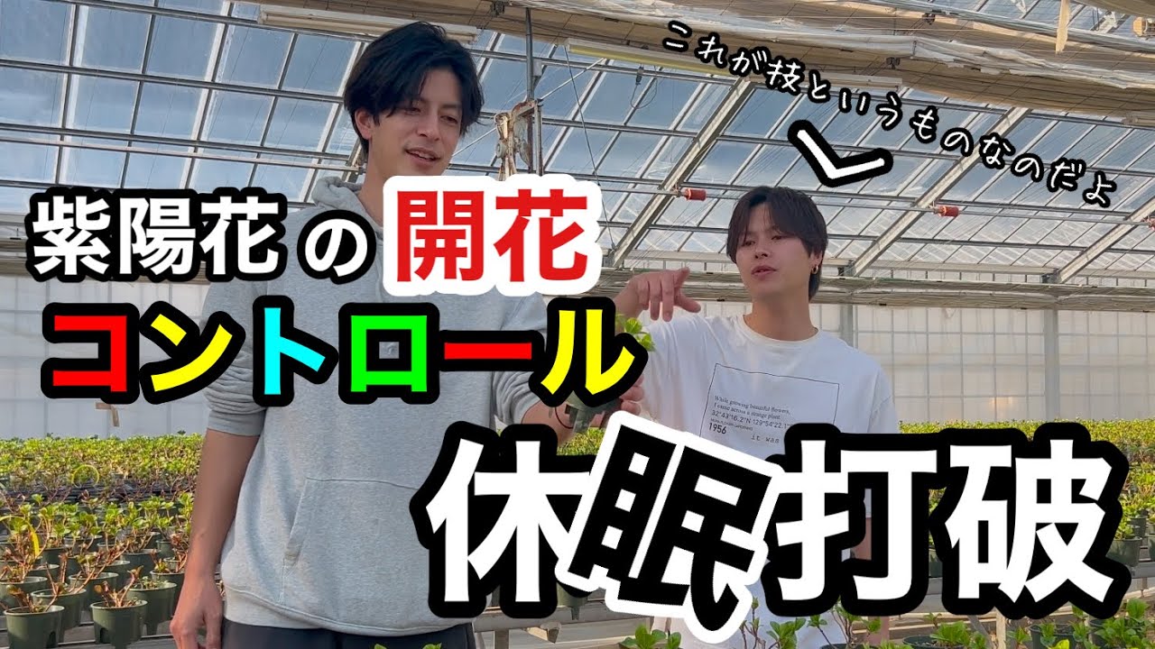〈紫陽花コントロール⁉︎〉実は紫陽花の開花時期を調整してるんです！