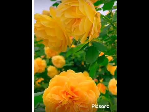 so beautiful flowers