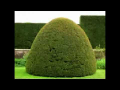 Gardenerplants (Censored)