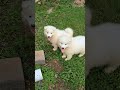 Samoyed dogs for sale: Cloud - Video 1