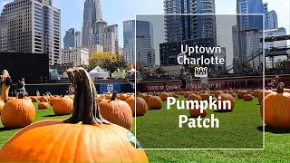 Come With Us to the pumpkin patch in Uptown Charlotte, NC