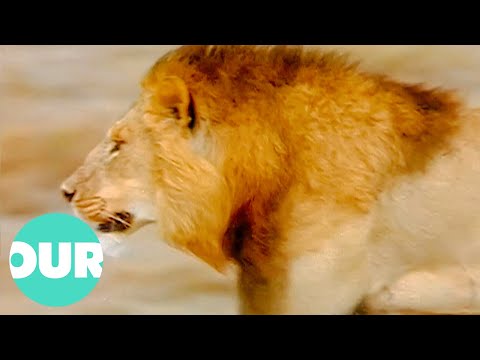 The Need to Succeed: Animals vs Humans | Basic Instincts Ep 1 | Our World