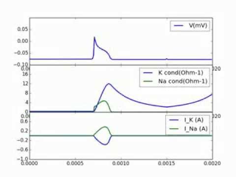 발로 짠 Hodgkin-Huxley model 시뮬레이션 결과