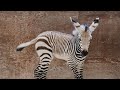 FIRST LOOK At Disneys Newest Baby Zebra At Disneys Animal Kingdom Lodge Walt Disney World 7 16 24