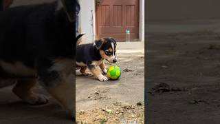 Download lagu cutest puppy playing with ball 🐕⚽#puppy #pets #cute #funny #dog #viral #shorts mp3