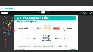 Photosynthesis. (Plant nutrition)