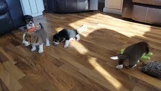 Video preview image #3 Beagle Puppy For Sale in REASNOR, IA, USA