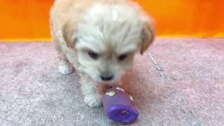 ハーフ犬の動画01