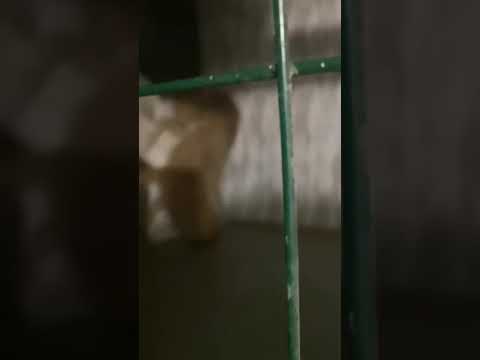 Agresja lękowa, początek pracy Alpha Dog