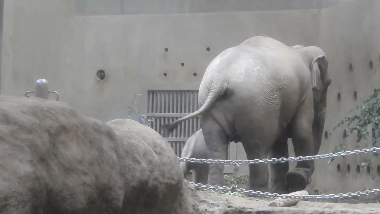 アジアゾウ舎1Fから　親子　From the Ground floor of the Asian elephant house, mom and baby .230918