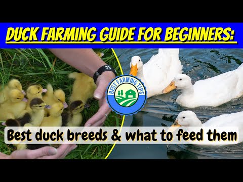 Duck farming guide for beginners: What to feed ducks & best duck breeds