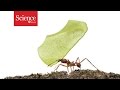 Antlike Robots Might Help Explain Origins Of Animal Cooperation