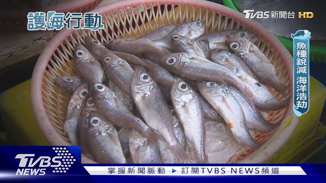 過度捕撈漁產浩劫! 臺灣恐成「無魚之島」