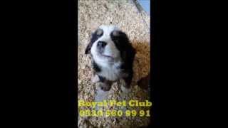 preview picture of video 'Bernese Dağ Köpeği - Royal Pet Club'