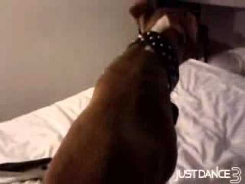 PITBULL NEW SKITZMIX