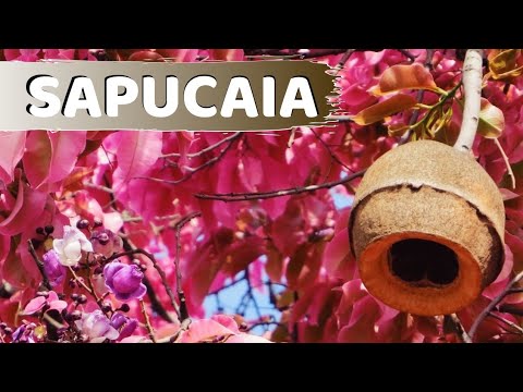 Árvore sapucaia, Conheça está linda planta!