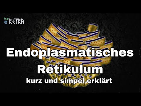 Endoplasmatisches Retikulum (kurz und simpel) erklärt