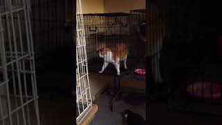 Stereotypic pacing in a shelter cat