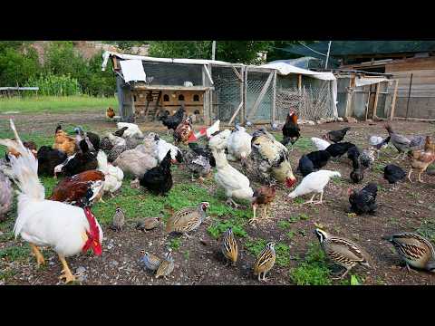 Quail Farming for Beginners - Natural Chicken Remedy Recipe for Free-Range Chickens -Poultry Farming