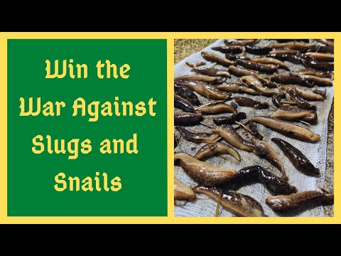 New Incredible Slug/Snail Control - INSANE RESULTS!! - Homemade Organic DIY Pesticide