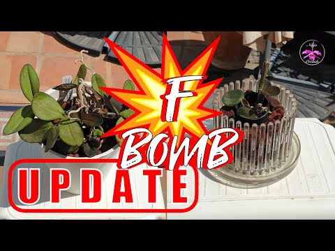 Fusarium Infection in Orchids - Diagnosis, Treatment, Tips | UPDATE C. schilleriana #ninjaorchids