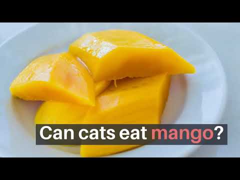 YouTube video about: Are mangoes good for cats?