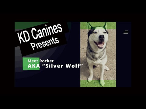 MEET MY DOG Rocket - Learn more about our Siberian Husky, Husky Love, Husky Life