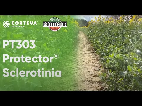 An introduction Pioneer's PT303 Protector® Sclerotinia