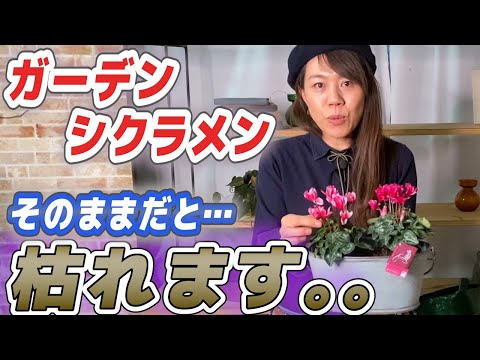 鉢植えのシクラメン:植えるか植えないか? 植物