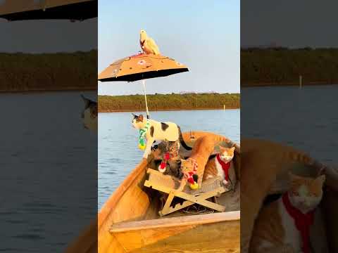 #pet  #fypシ゚viral  #fypyoutube #Funny Cats