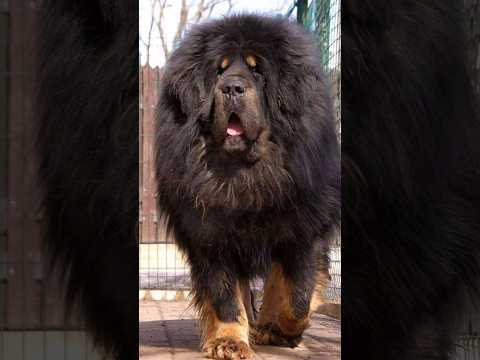 Top 10 Biggest Dog Breeds In The World #shorts