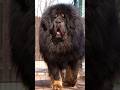 Top 10 Biggest Dog Breeds In The World #shorts