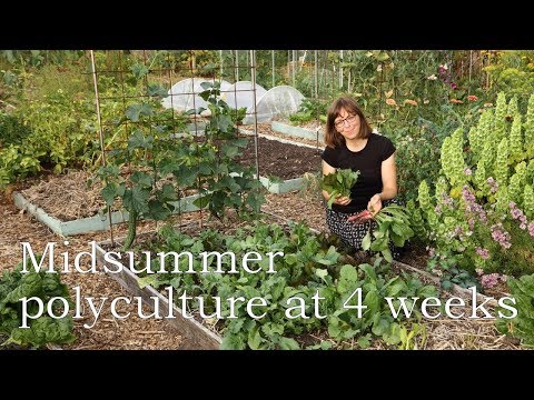 Summer polyculture at 4 weeks