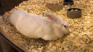 MY FIRST RODEO!!! | Houston Livestock Show and Rodeo 2018