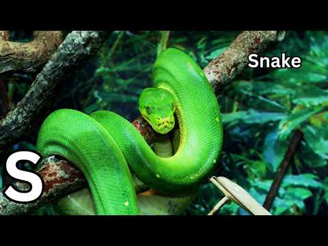 🎵 ABC Animal Adventure – Little Animal Melodies 🎵